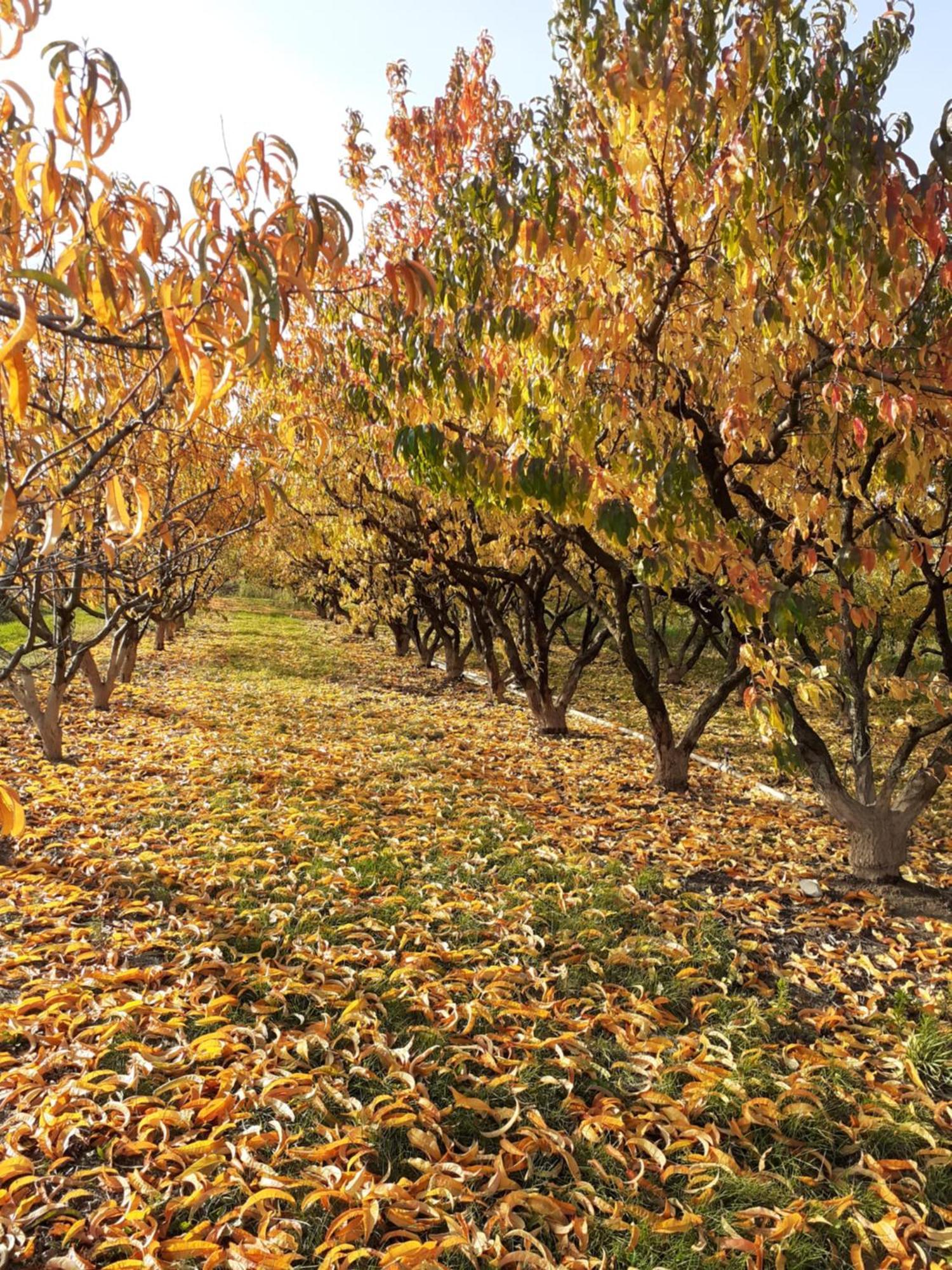 Bed and Breakfast Aux Pieds Des Vignes Інгерсгайм Екстер'єр фото