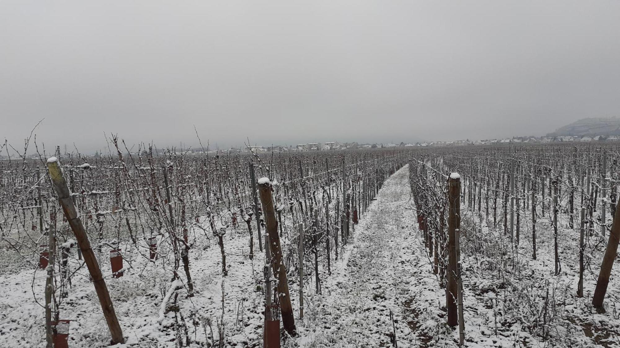 Bed and Breakfast Aux Pieds Des Vignes Інгерсгайм Екстер'єр фото